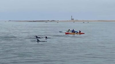 Seal Kayaking Adventure with Brunch
