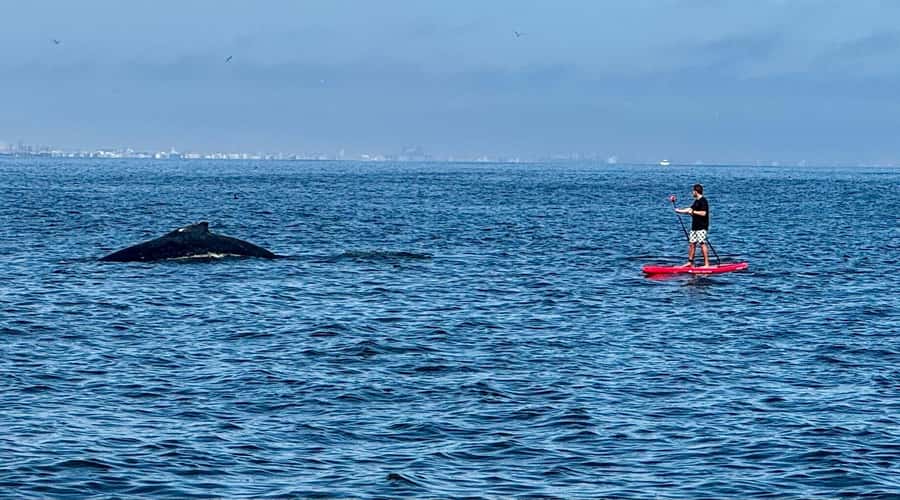 Walvis Bay: Seal Kayaking Adventure with Brunch - Dolphins, jackals, and the wider bay