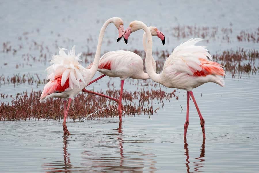 Walvis Bay: Seal Kayaking Adventure with Brunch - Brunch beside the Atlantic