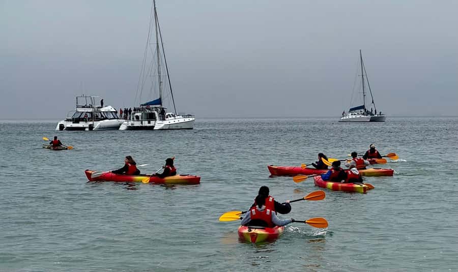 Walvis Bay: Seal Kayaking Adventure with Brunch - Who will enjoy this outing most
