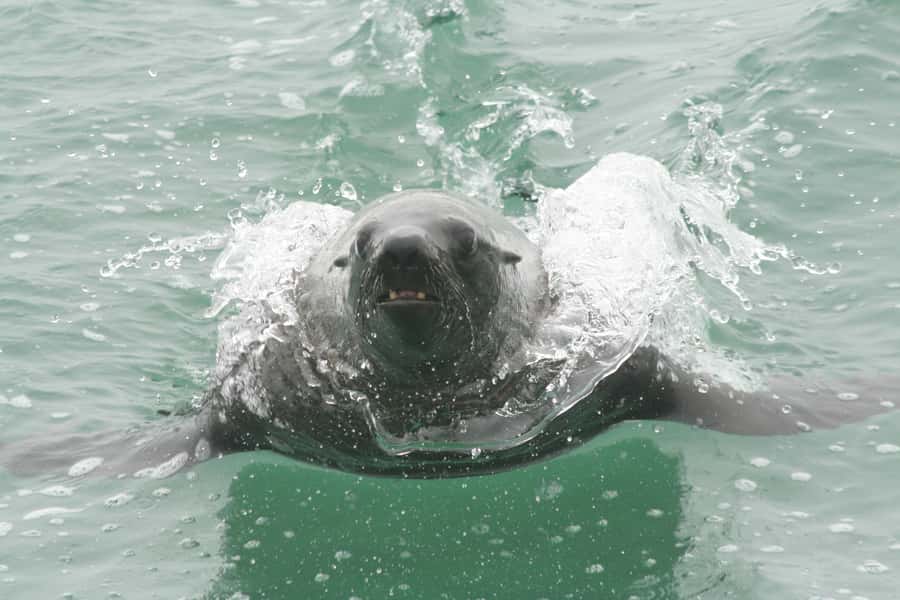 Walvis Bay: Seal Kayaking Adventure with Brunch - What to bring for a comfortable morning