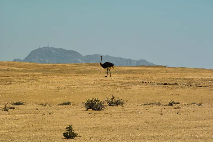 Walvis Bay Shore Excursion: Flamingos, Dune 7, Swakopmund - Key points to know before you book