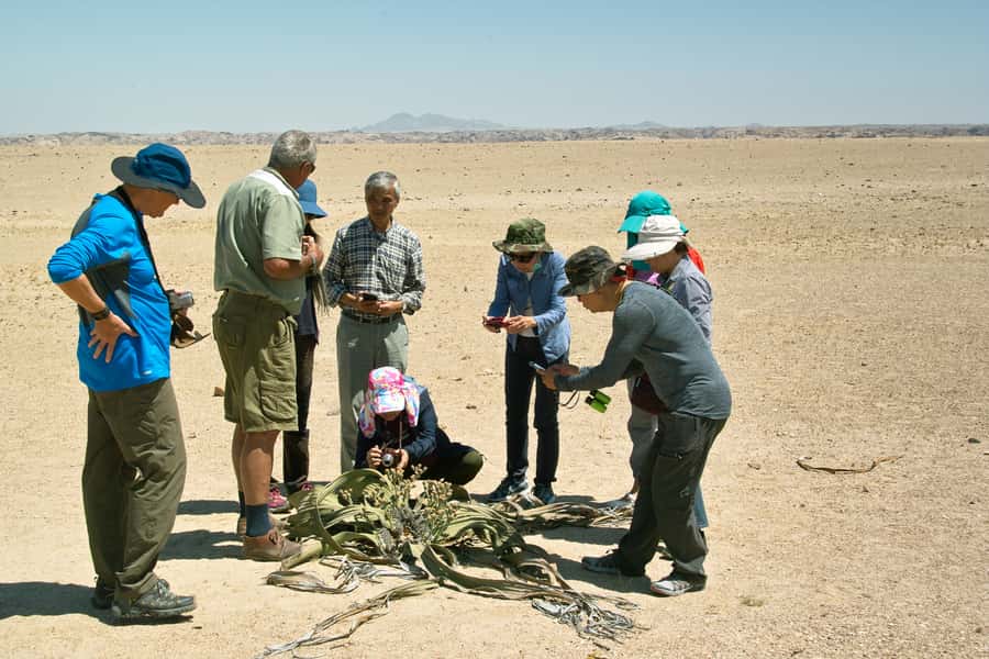 Walvis Bay Shore Excursion: Flamingos, Dune 7, Swakopmund - Why this Walvis Bay outing works so well
