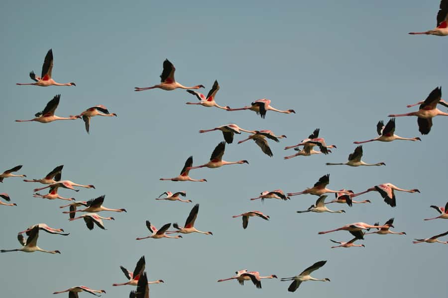 Walvis Bay Shore Excursion: Flamingos, Dune 7, Swakopmund - A useful pause at Goanikontes Oasis