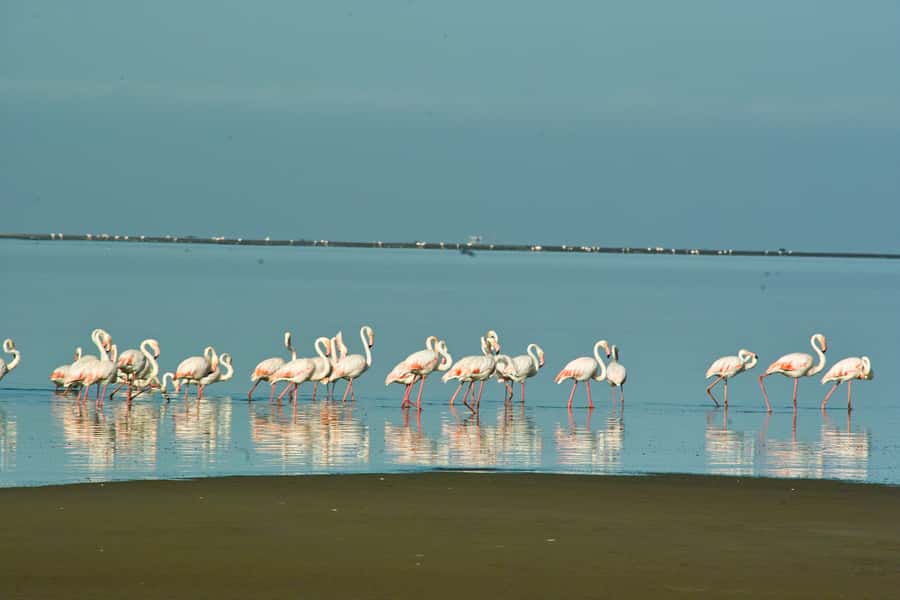 Walvis Bay Shore Excursion: Flamingos, Dune 7, Swakopmund - Old Swakopmund after the desert