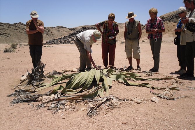 Welwitschia Tour from Swakopmund - Key points to know before booking