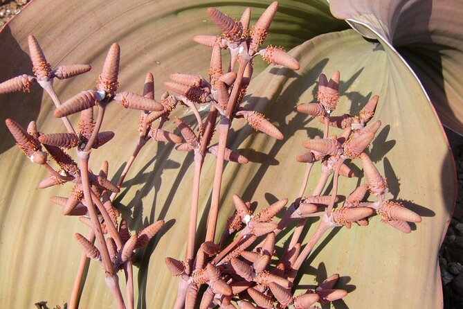 Welwitschia Tour from Swakopmund - Why the Moon Landscape deserves your afternoon
