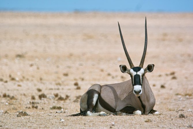 Wildlife and Landscape Tour- full-day (7hours) from Walvis Bay - Key things to know before you book