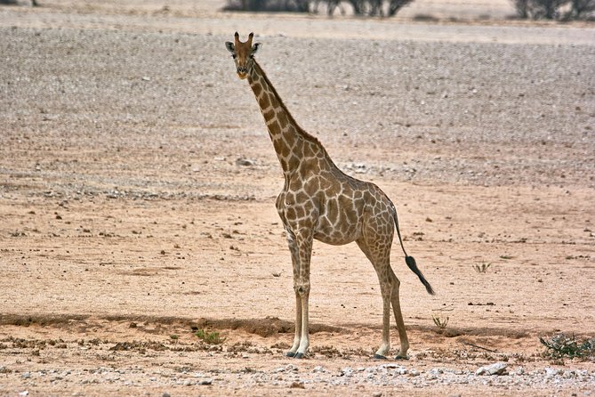 Wildlife and Landscape Tour- full-day (7hours) from Walvis Bay - Starting from Walvis Bay’s waterfront
