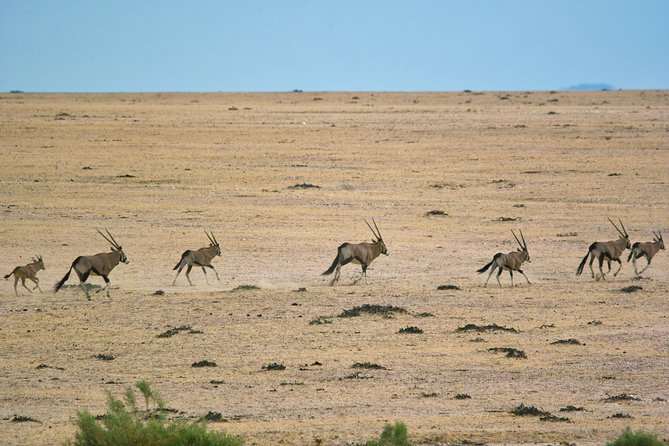 Wildlife and Landscape Tour- full-day (7hours) from Walvis Bay - Why the guide makes a difference