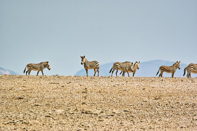 Wildlife and Landscape Tour- full-day (7hours) from Walvis Bay - A picnic lunch in the desert