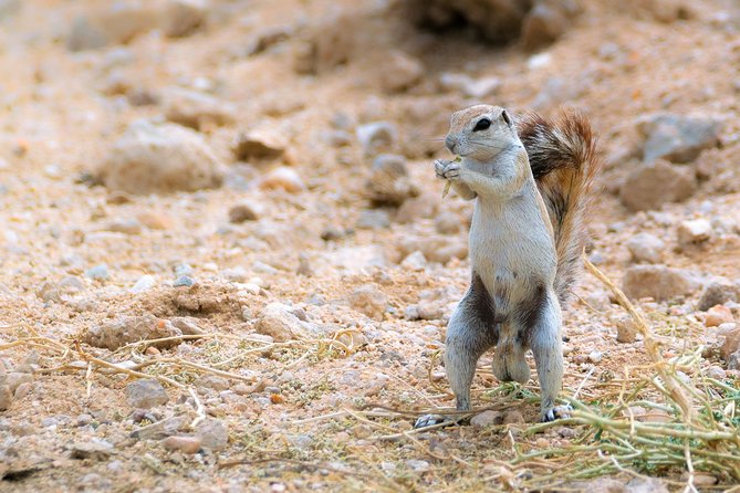 Wildlife and Landscape Tour- full-day (7hours) from Walvis Bay - What the $425.69 price includes