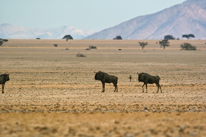 Wildlife and Landscape Tour- full-day (7hours) from Walvis Bay - The main drawbacks to consider