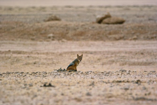 Wildlife and Landscape Tour- full-day (7hours) from Walvis Bay - Who will enjoy this Walvis Bay day trip
