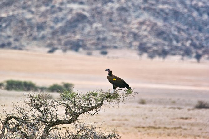 Wildlife and Landscape Tour- full-day (7hours) from Walvis Bay - Six hours of wildlife spotting in the park