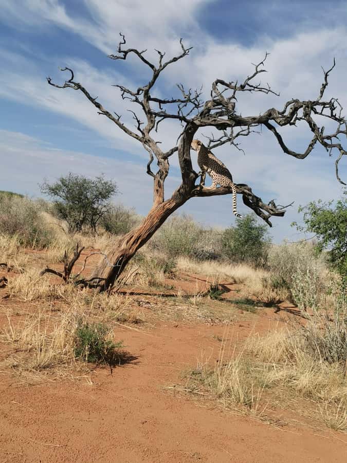 Windhoek : Cheetah walk Experience - Key points to know before you go