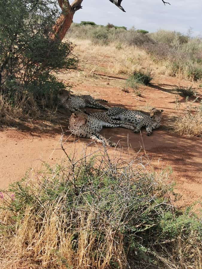 Windhoek : Cheetah walk Experience - What the Windhoek cheetah walk is really like