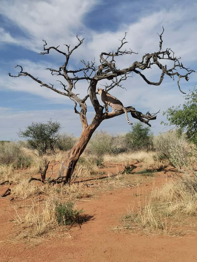 Windhoek : Cheetah walk Experience - Arriving in Khomas and meeting the cheetahs