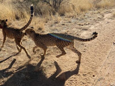 Cheetah walk Experience