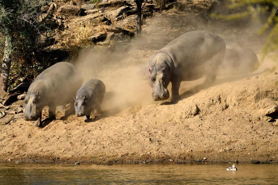 Windhoek: Dustenbrook Scenic Game Drive - A quick safari from central Windhoek