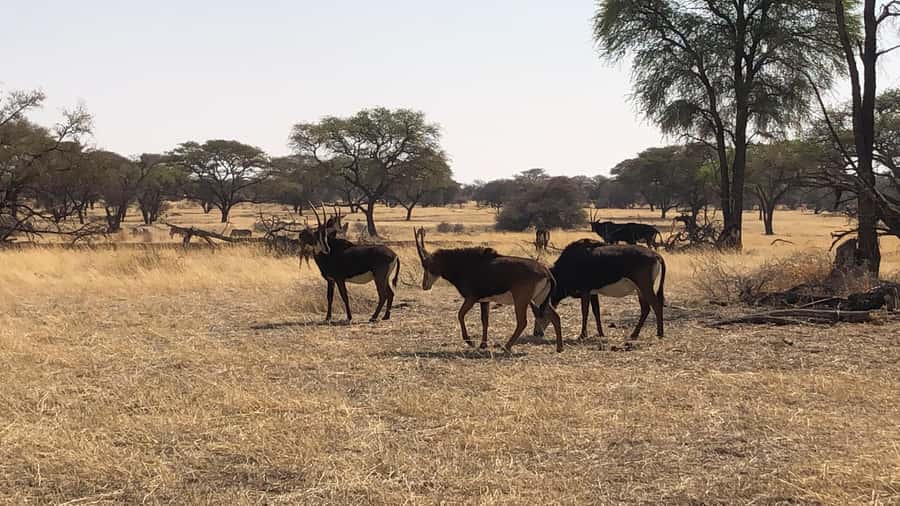 Windhoek: Okapuka Game Ranch Guided Tour - Leaving Windhoek for Okapuka Game Ranch