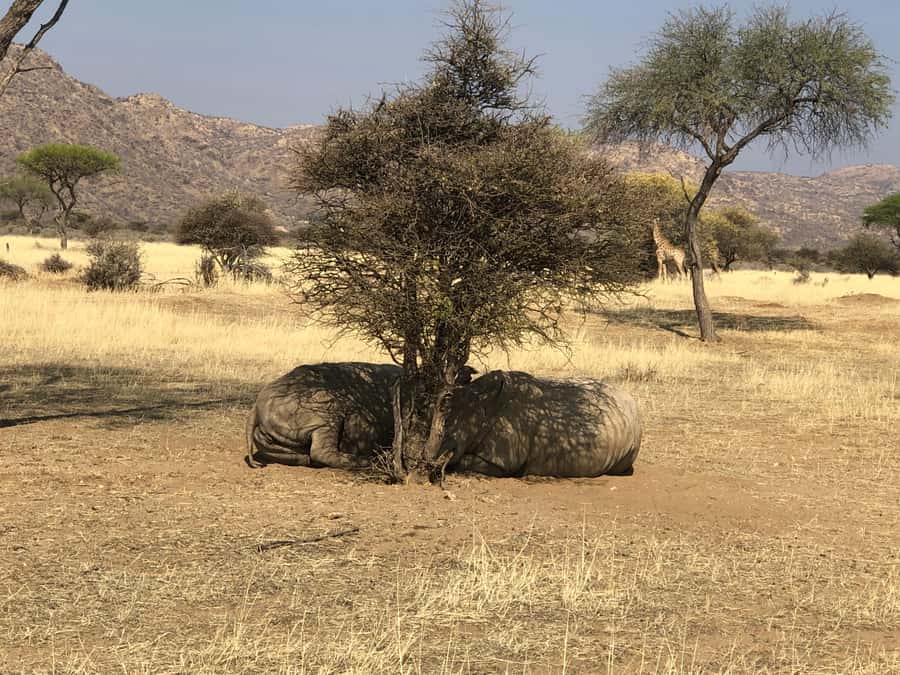 Windhoek: Okapuka Game Ranch Guided Tour - What you may see around the reserve