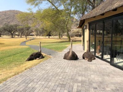 Okapuka Game Ranch Guided Tour
