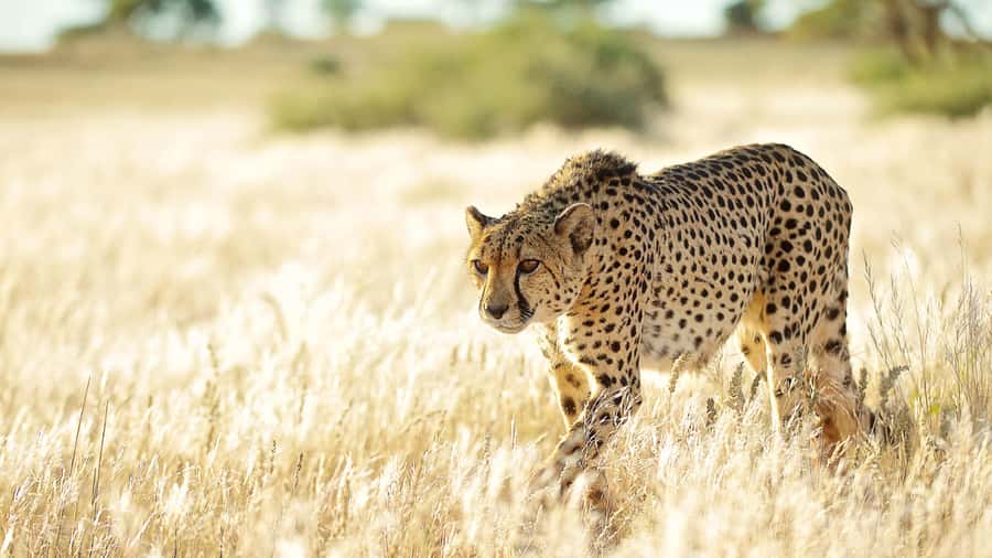 Zannier Game Drive with Hotel Pickup - Why the guide matters so much